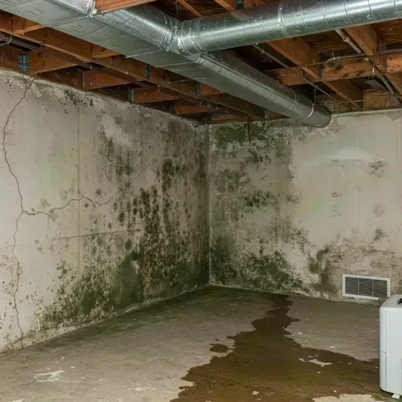 Professional Mold Removal in Lake Zurich, IL